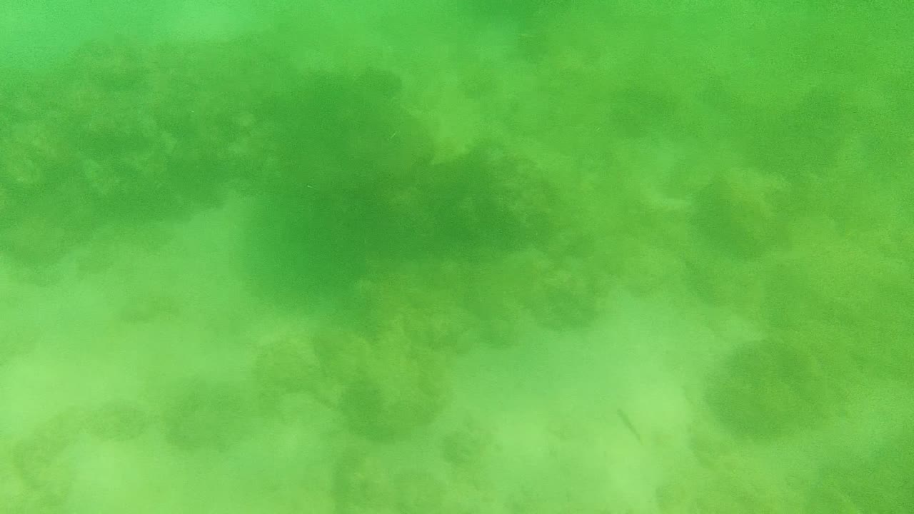 Green underwater view in Cabo Pulmo showing coral patches over a sandy seabed with no visible people at the start of the clip.