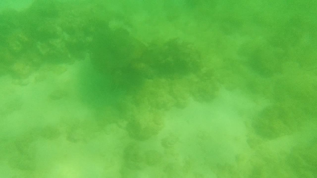 Coral and sand seen through green underwater water.