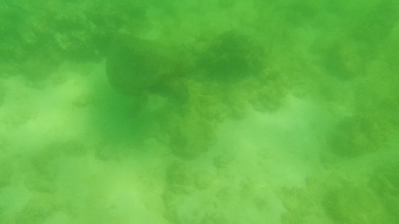 Mid-clip frame in Cabo Pulmo showing green water, mottled coral, and sandy seabed texture, with no visible people.