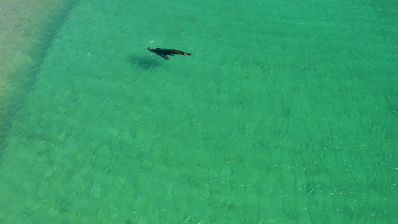 A sea turtle appears near the upper left of clear turquoise shallows at Los Frailes, Los Cabos, with rippled sand visible below and no visible people.