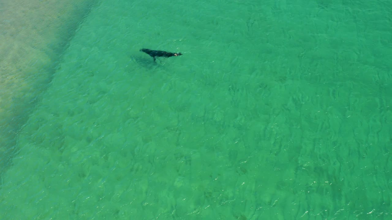 Sea turtle swimming over pale sand in shallow water.