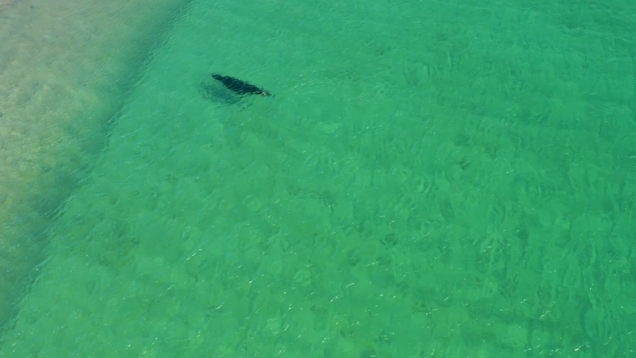 A dark turtle silhouette moves through bright shallow water at Los Frailes, Los Cabos, with sandy textures showing through and no visible people.