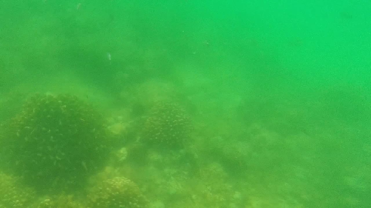 Green underwater view in Cabo Pulmo, Mexico, showing a hazy seabed with algae-covered rocks at the left edge and no visible people.