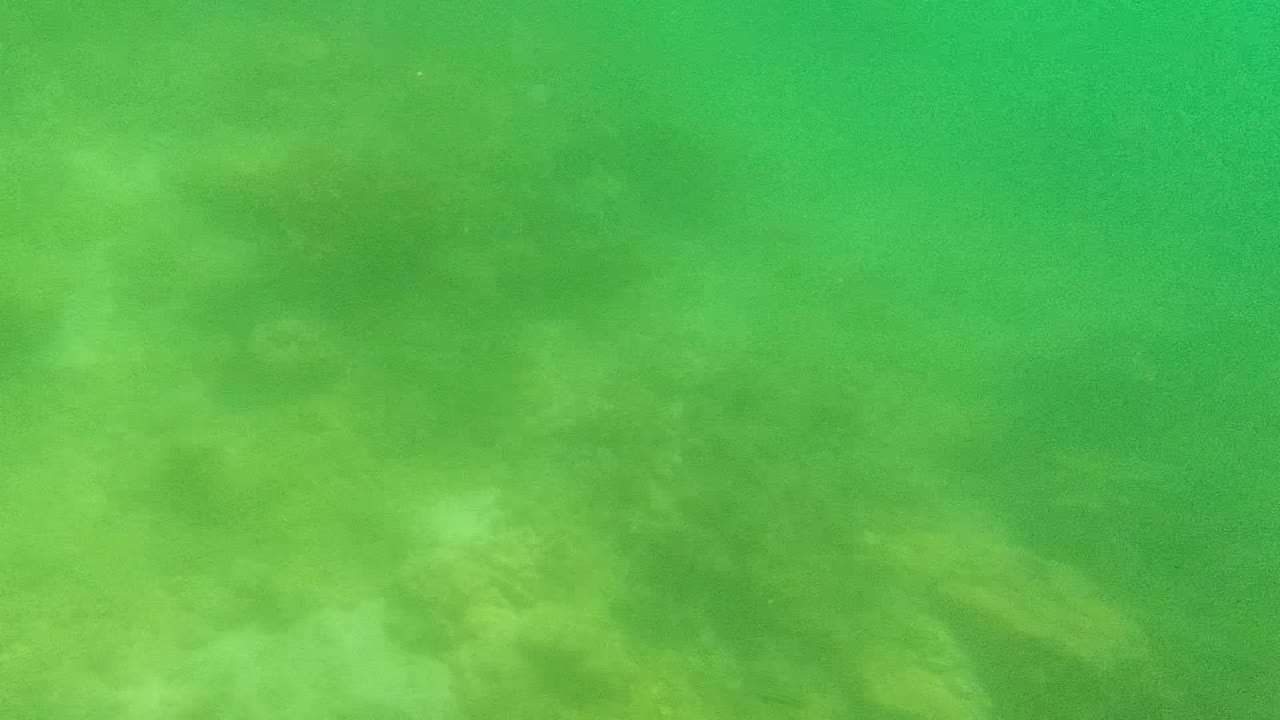 Murky green water over pale seabed with soft algae patches.