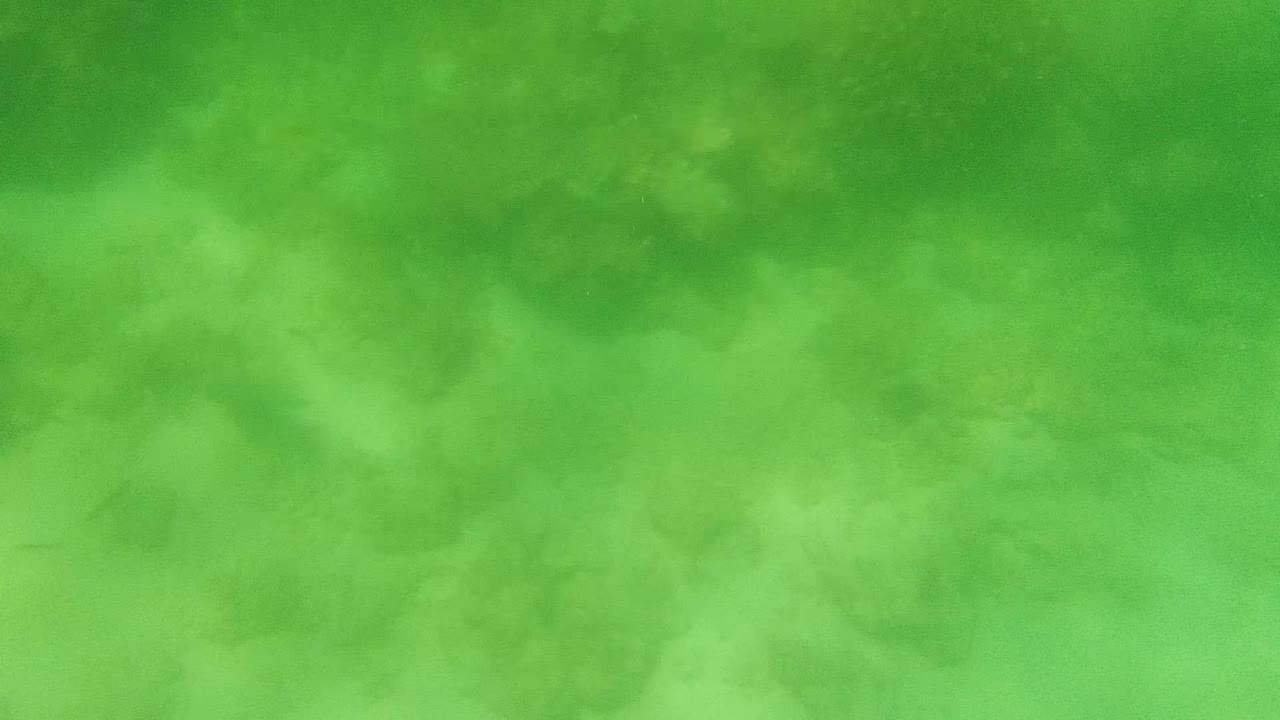 Green-tinted underwater view in Cabo Pulmo with hazy coral and reef texture low in the frame and no visible people.