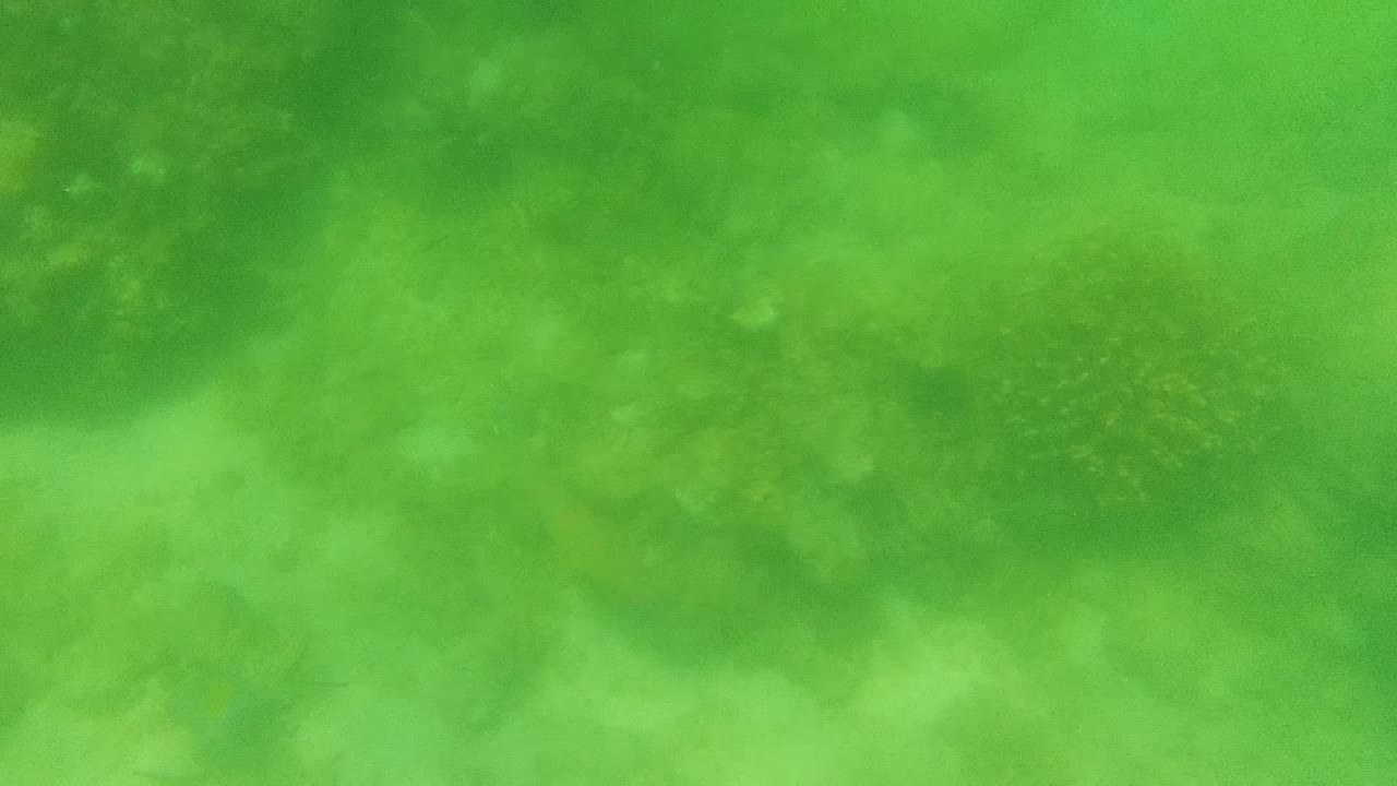 Murky green reef water with coral shapes in the background