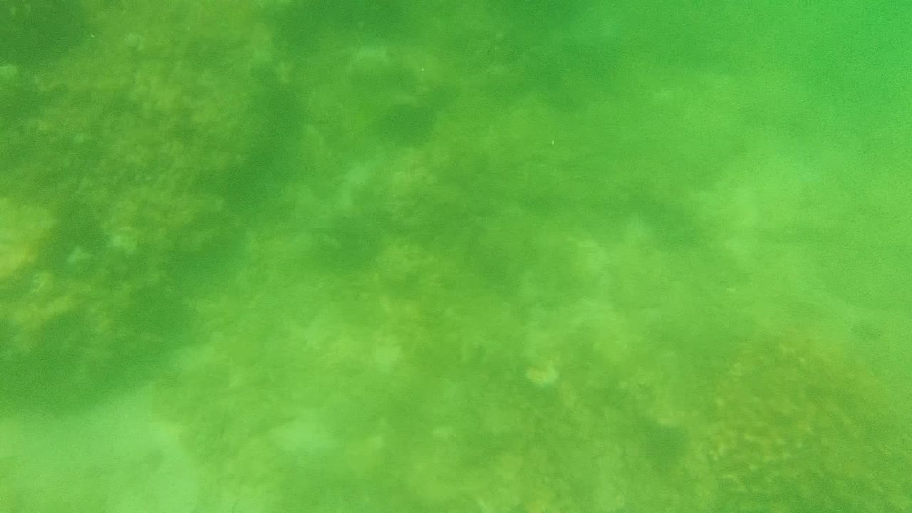 Cabo Pulmo underwater reef frame with faint coral forms beneath a broad field of green water and no visible people.