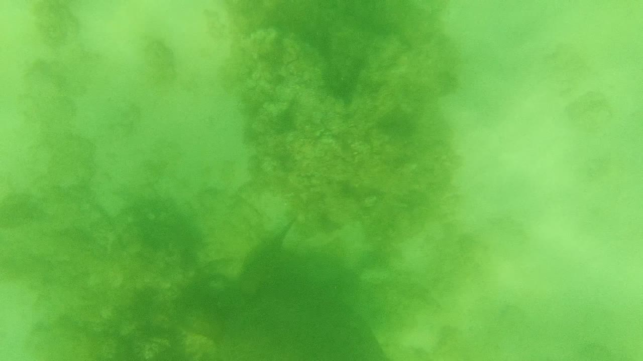 At 0:00, green underwater water in Cabo Pulmo shows dark seaweed patches over a pale seabed, with no visible people.