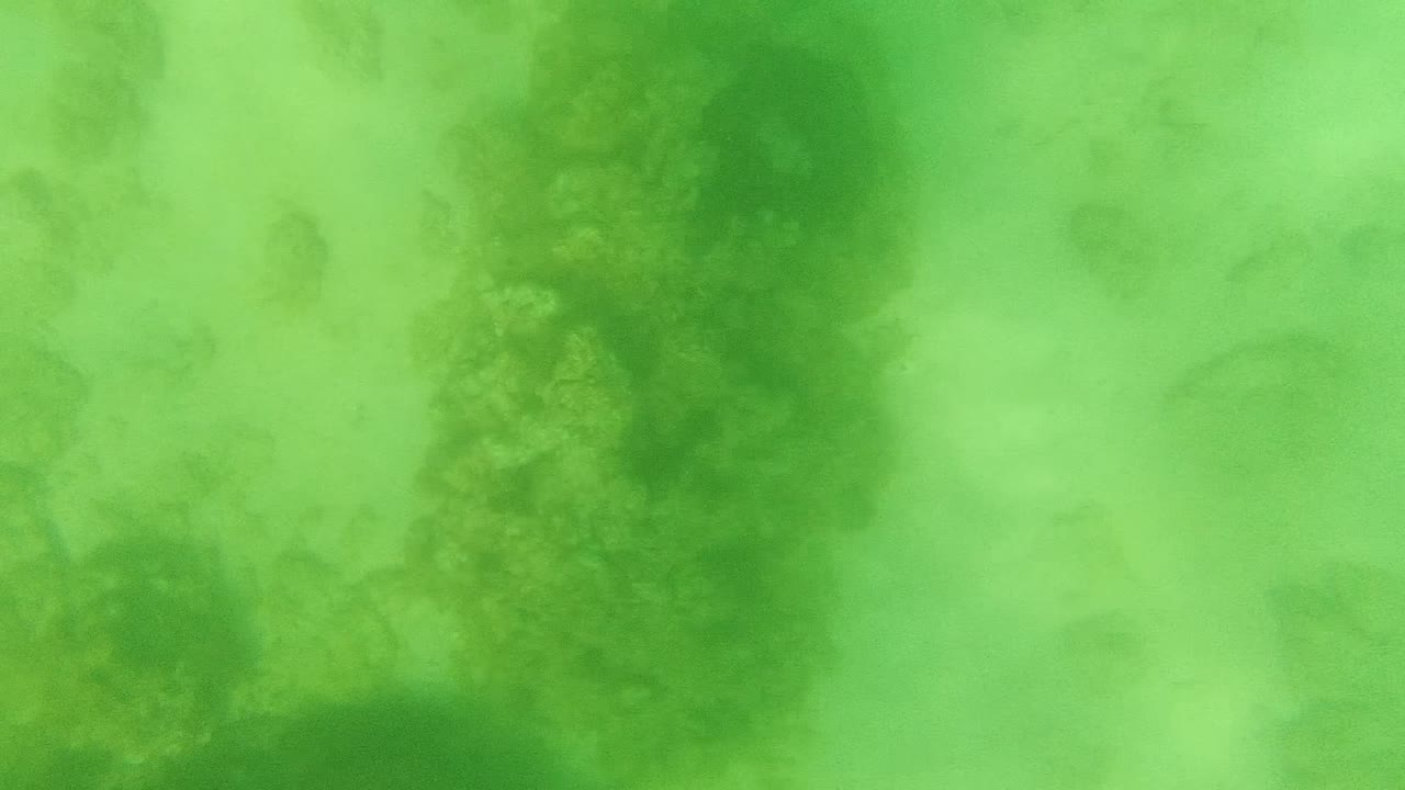 Underwater seaweed partially blurred by green water and suspended haze.