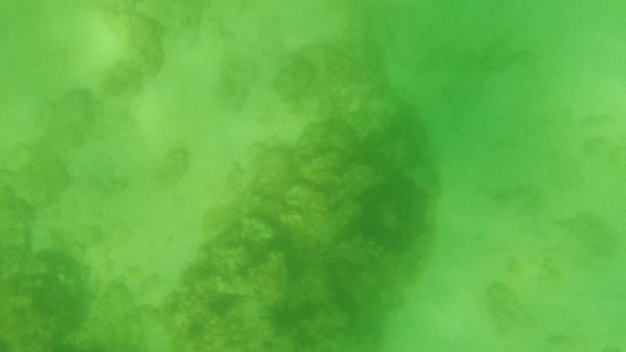 At 0:02, dark marine vegetation sits in the midground under bright green water in Cabo Pulmo, with the seafloor softened by murk and no visible people.