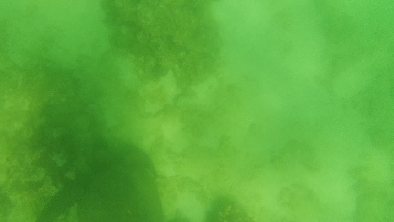 Green-tinted underwater view of the coral-covered seabed in Cabo Pulmo, Mexico, with darker reef patches and no visible people.