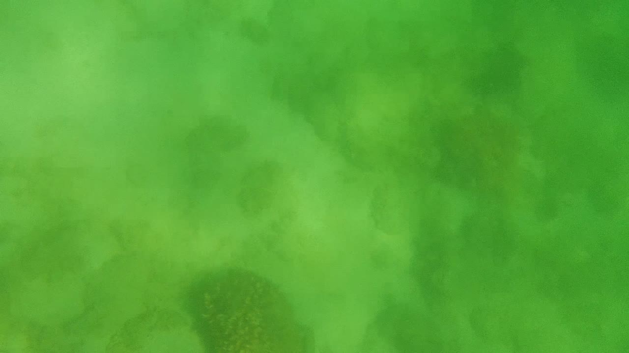 A green underwater frame shows darker shadowed areas over coral and sand on the Cabo Pulmo ocean floor, with no visible people.
