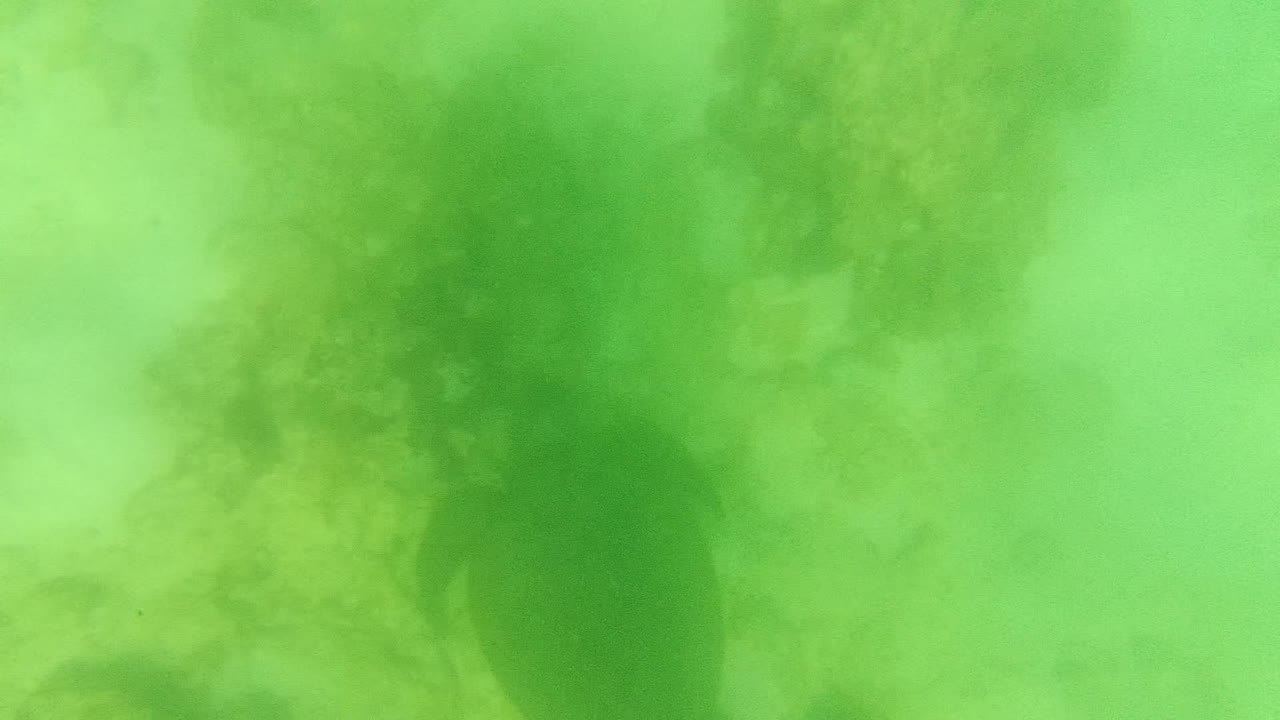 A darker turtle silhouette sits to the right side of the frame amid green underwater haze and rock forms in Cabo Pulmo, with no visible people.
