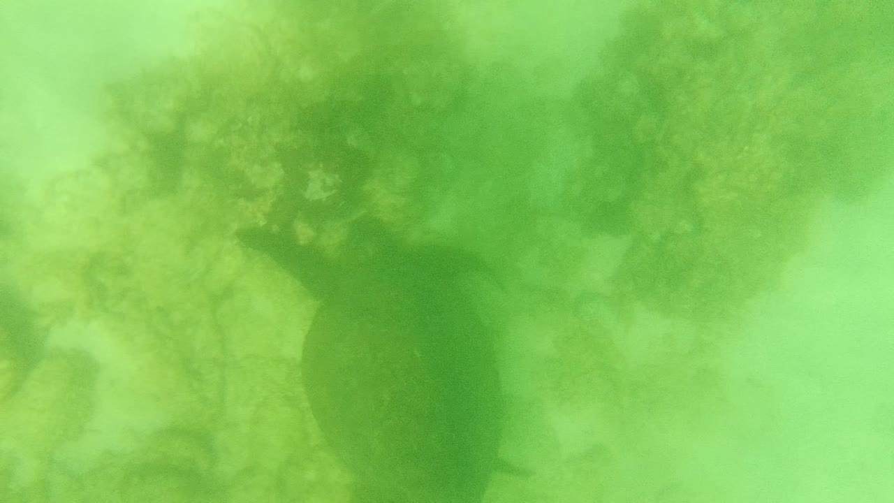 A sea turtle appears in green murky water near coral and sandy bottom in Cabo Pulmo, Baja California Sur, with no visible people.