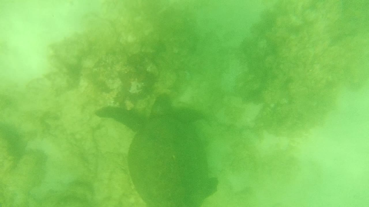 Sea turtle silhouette moving through green water near reef.