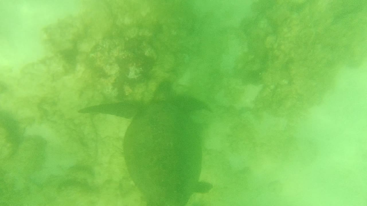 A sea turtle sits near the upper center of the frame over coral patches and pale sand in Cabo Pulmo, Baja California Sur, with no visible people.