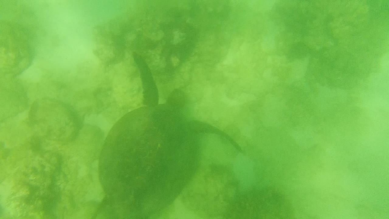A sea turtle is partly silhouetted in hazy green underwater reef water in Cabo Pulmo, Baja California Sur, Mexico, with no visible people.
