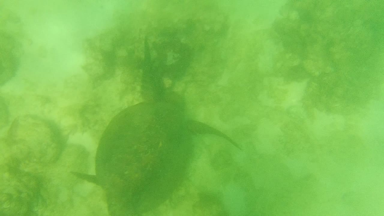 Sea turtle centered among soft coral shapes underwater