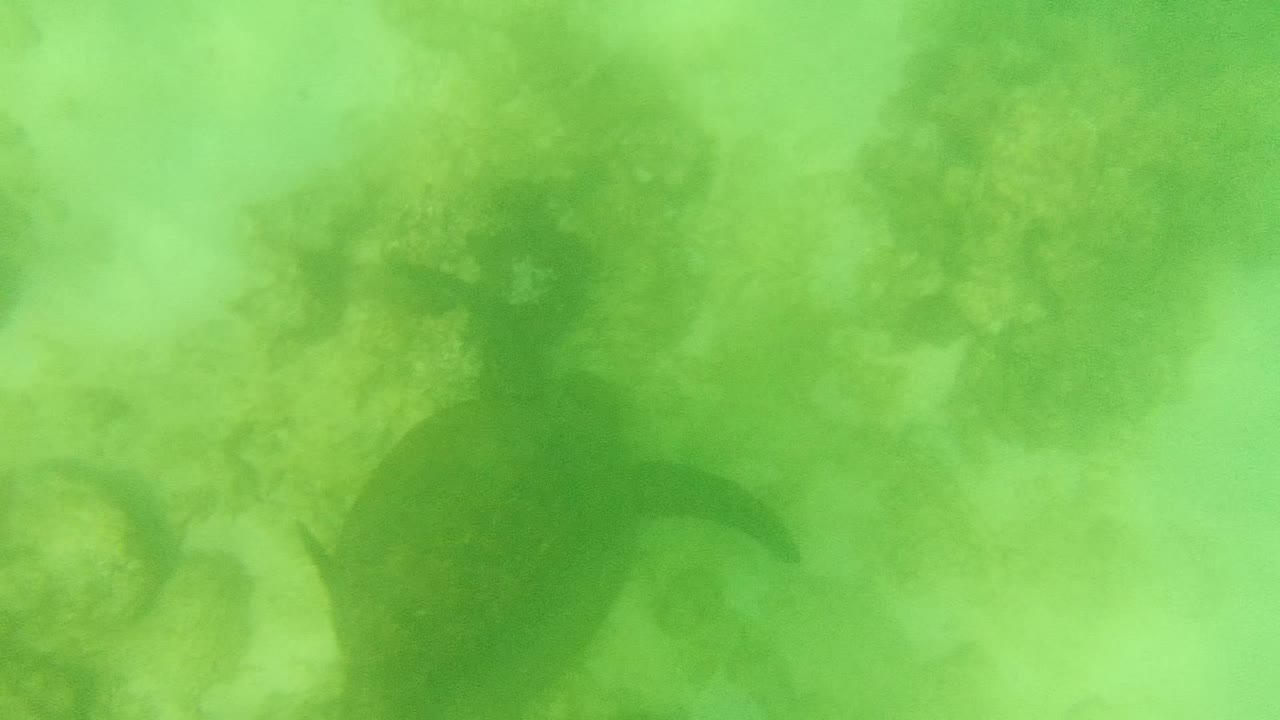 A sea turtle angles to the right through green underwater haze over reef growth in Cabo Pulmo, Baja California Sur, Mexico, with no visible people.
