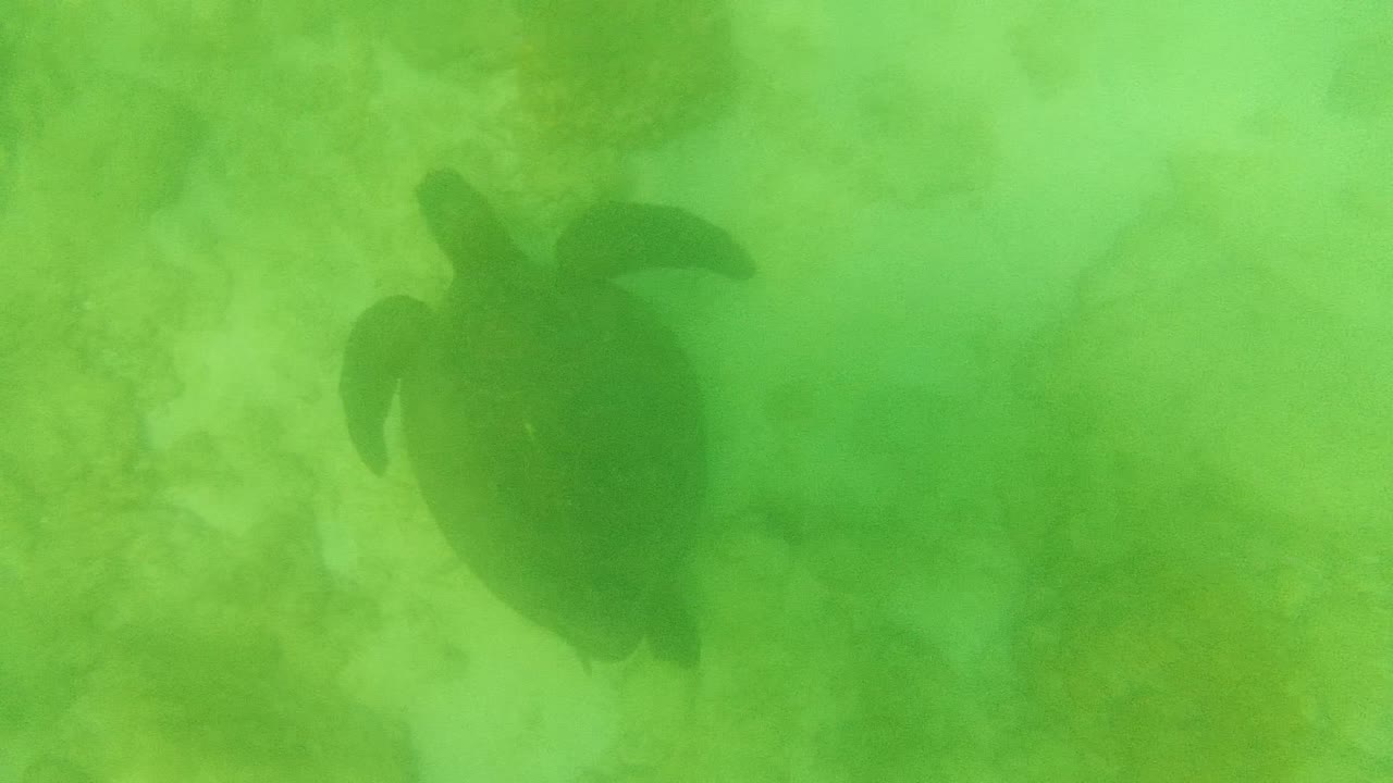 A sea turtle appears in the left side of the frame in green underwater visibility over the rocky seabed at Cabo Pulmo, Mexico, with no visible people.