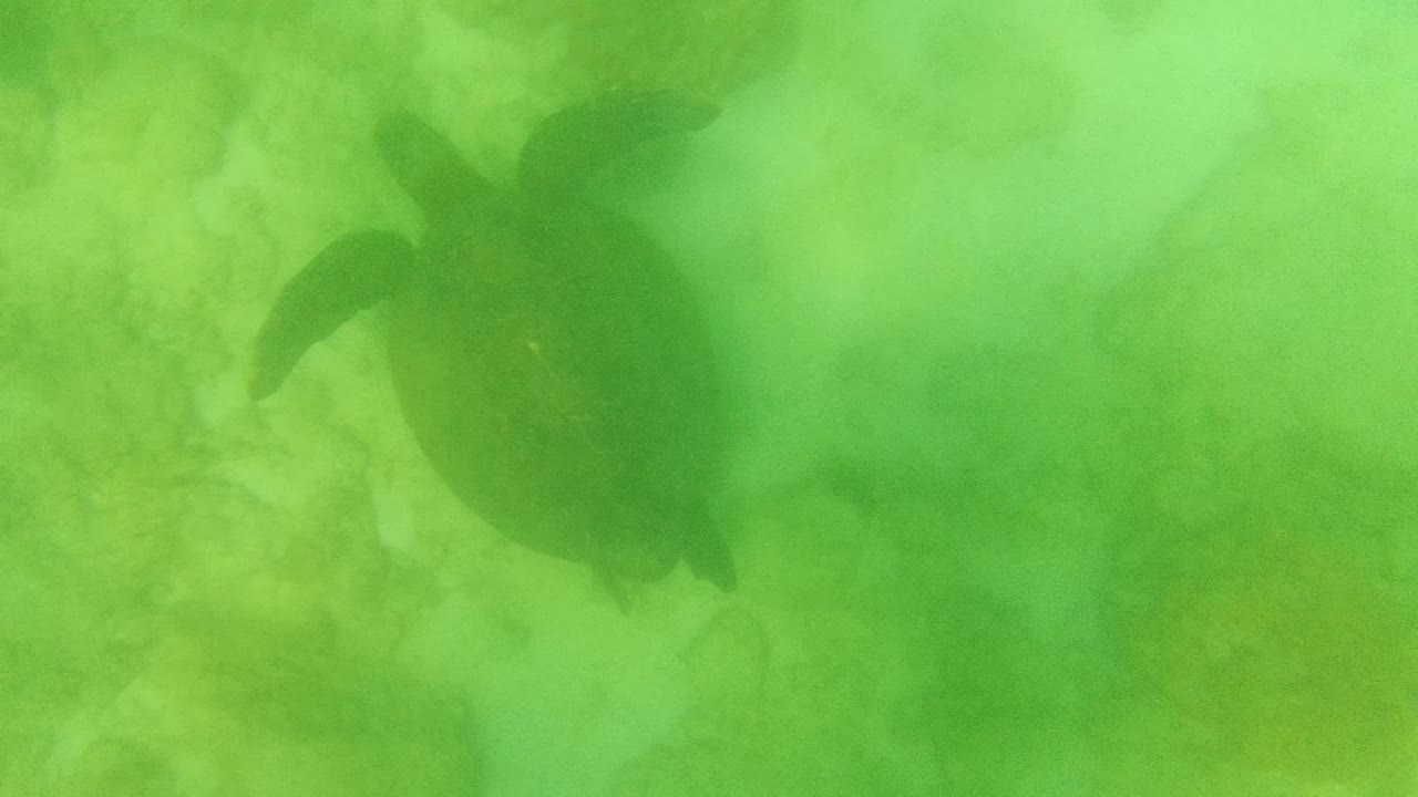 Sea turtle centered underwater above a rocky ocean floor.