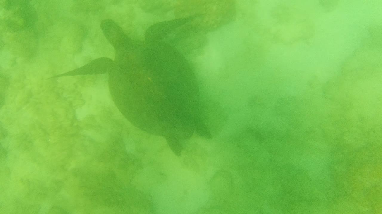 The sea turtle has shifted toward the upper right of the frame, still seen through green underwater haze over Cabo Pulmo rocks, with no visible people.
