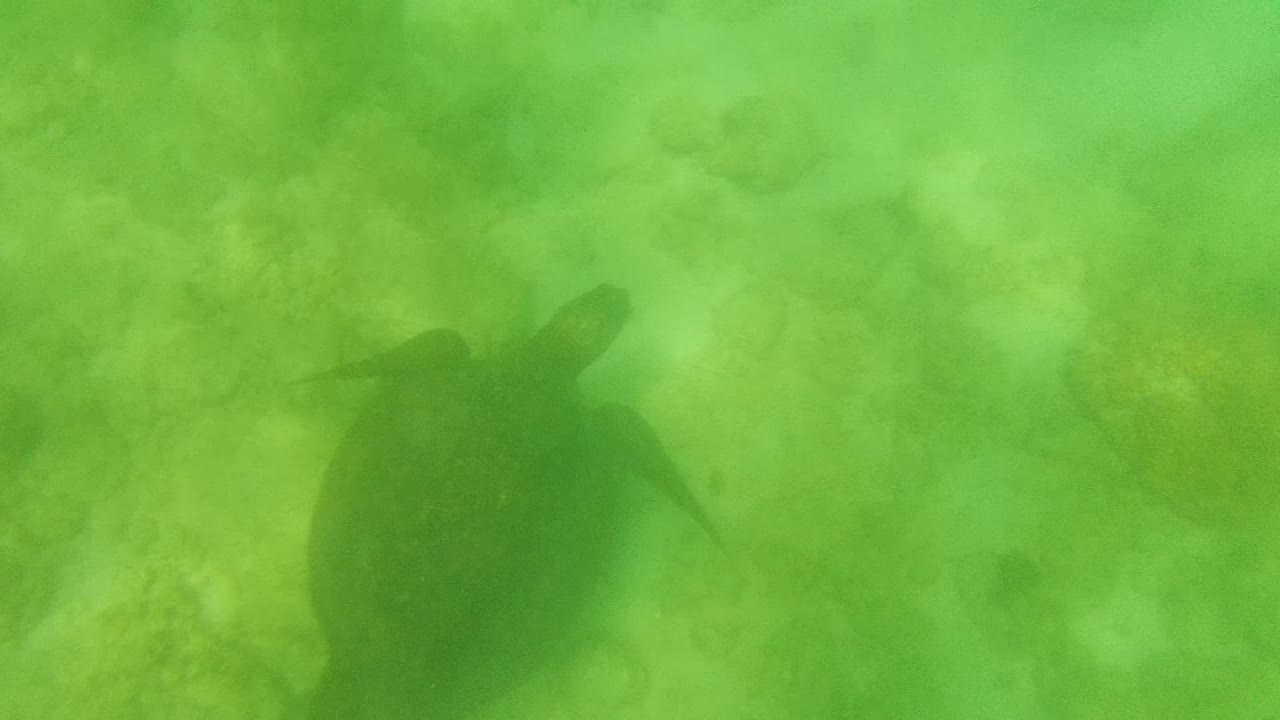 At 0:00, a sea turtle silhouette moves over a coral and sand seabed in green water at Cabo Pulmo, with no visible people.