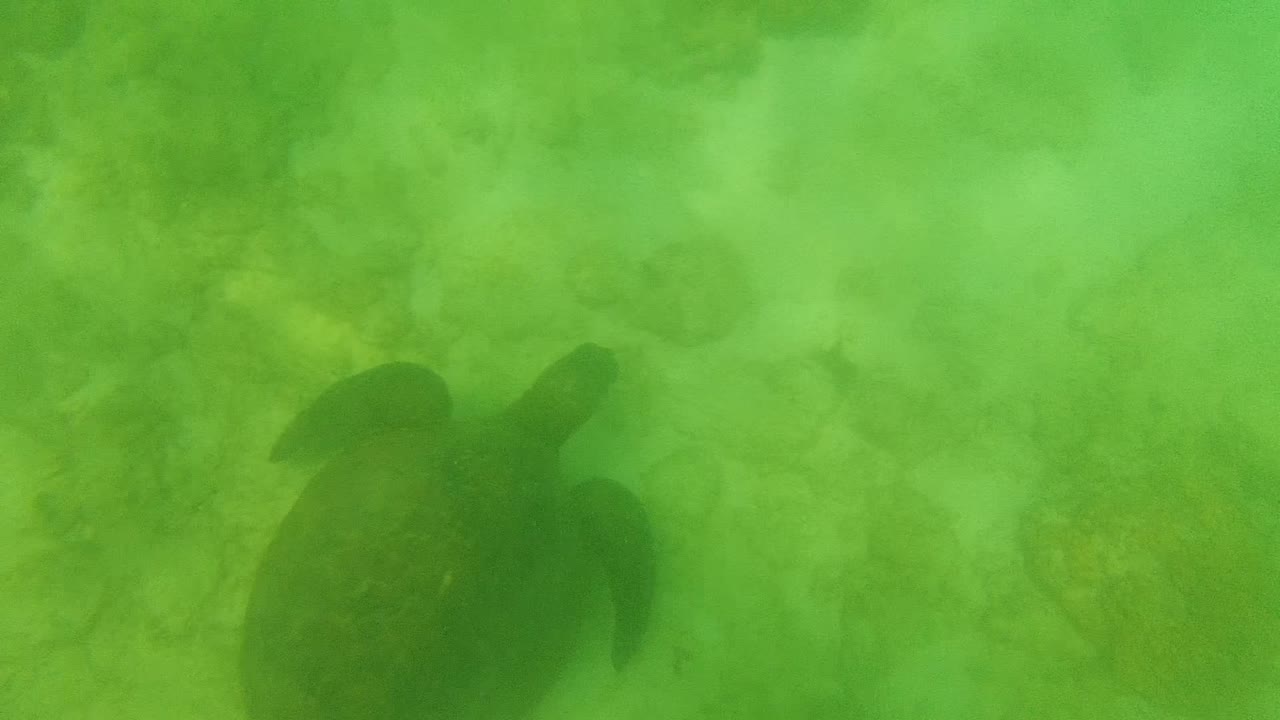 Sea turtle centered above pale coral bottom