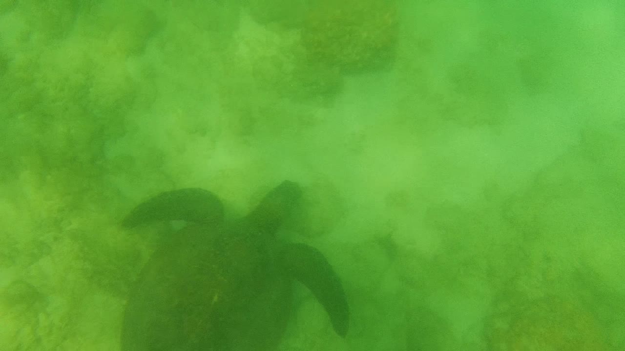At 0:02, the turtle appears toward the right side of the underwater frame, its shell and flippers dark against the Cabo Pulmo seabed, with no visible people.