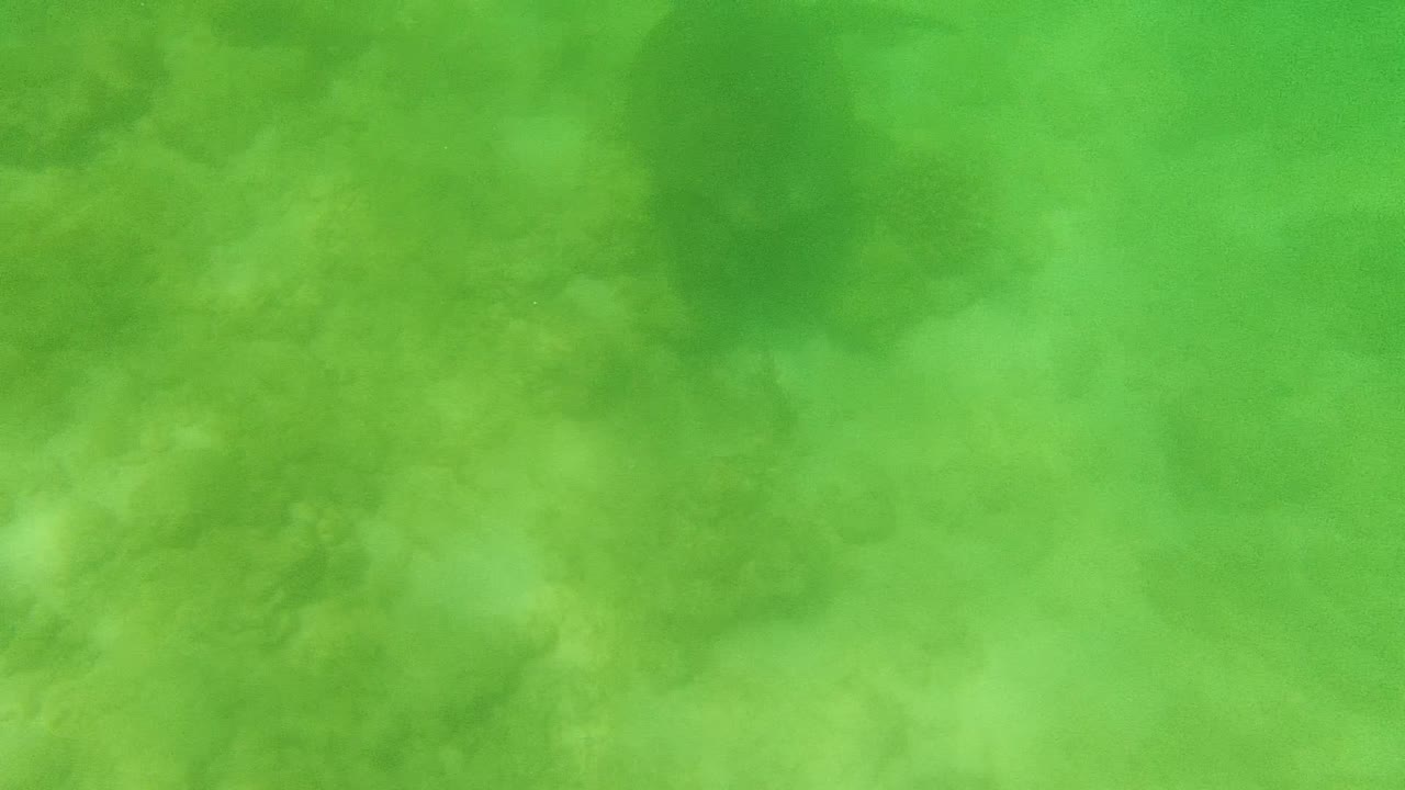 A sea turtle appears in green water over a pale coral and sandy bottom in Cabo Pulmo, Mexico, with no visible people.