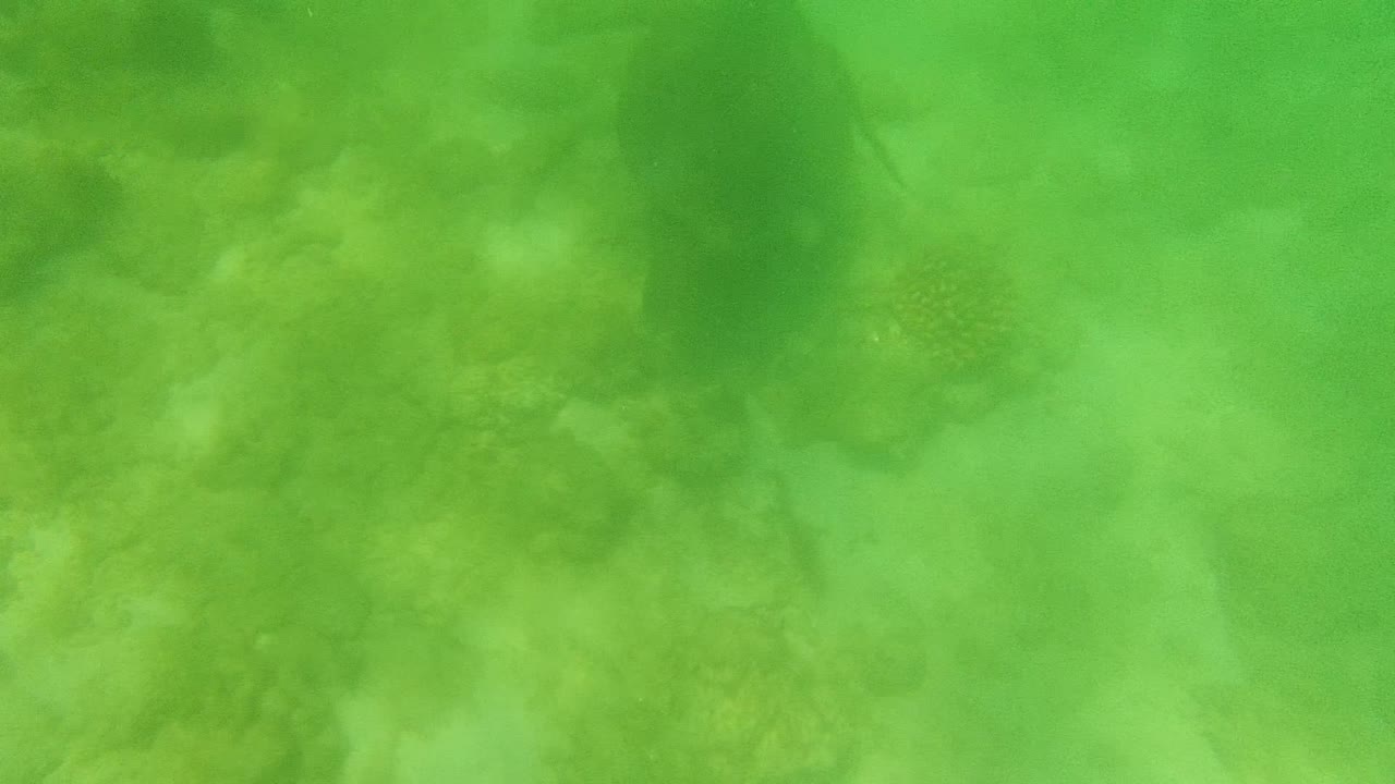 Sea turtle gliding over coral and sand underwater.