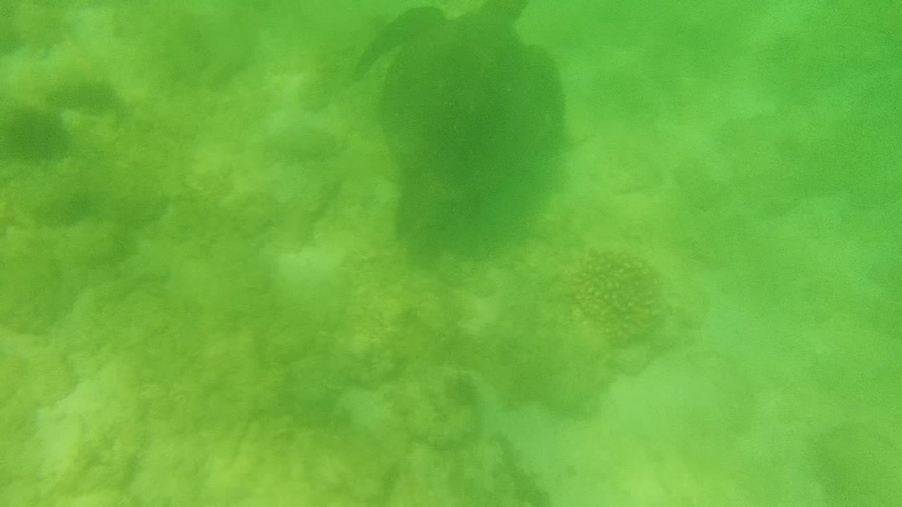 A darker turtle silhouette sits near the upper right over the green-tinted reef bottom at Cabo Pulmo, Mexico, with no visible people.