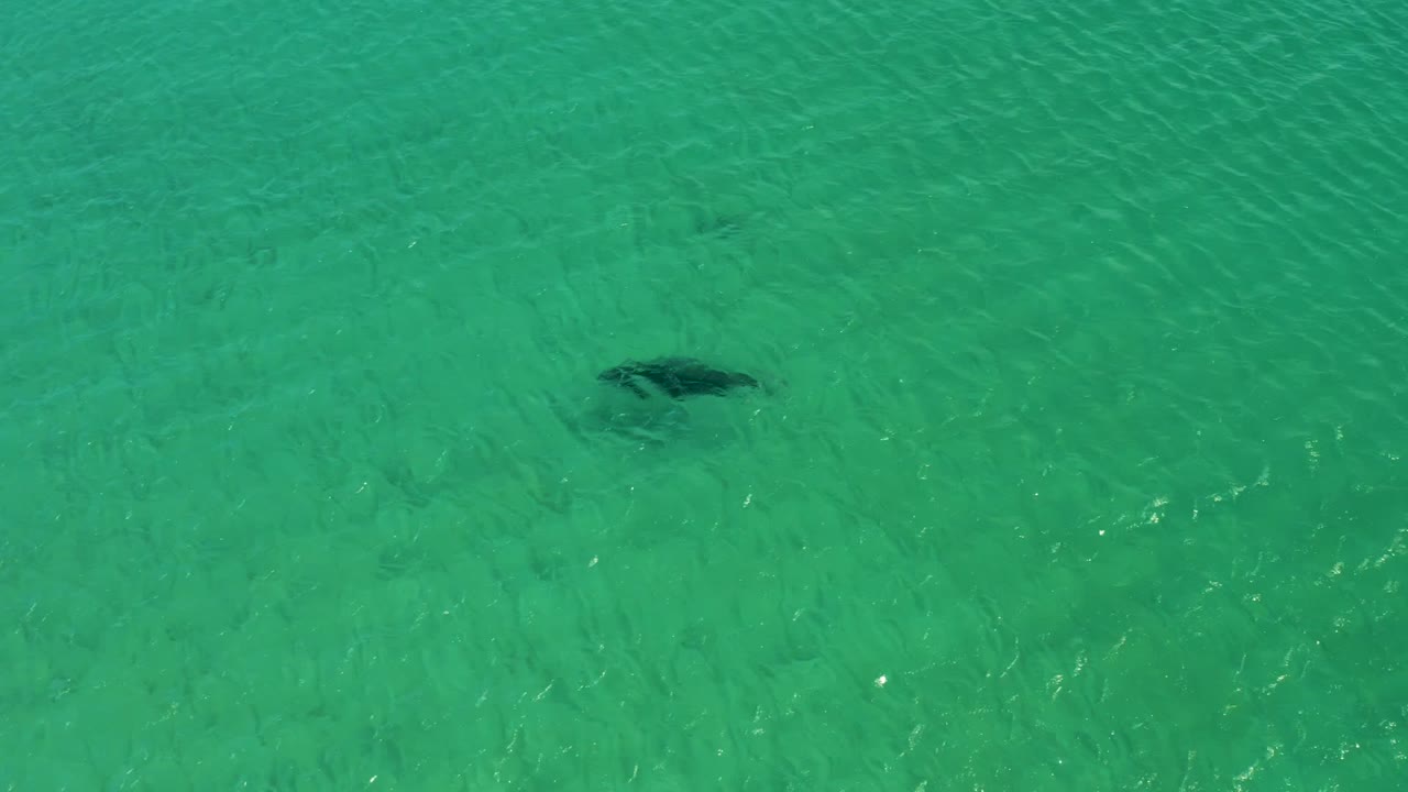 Overhead view of a stingray near the left side of clear turquoise water over a visible seabed in Los Frailes, Baja California Sur, with no visible people.