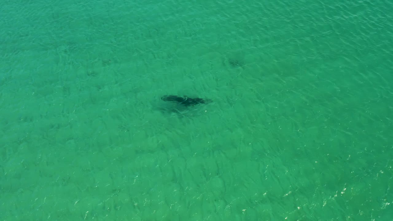Stingray centered in shallow blue-green water