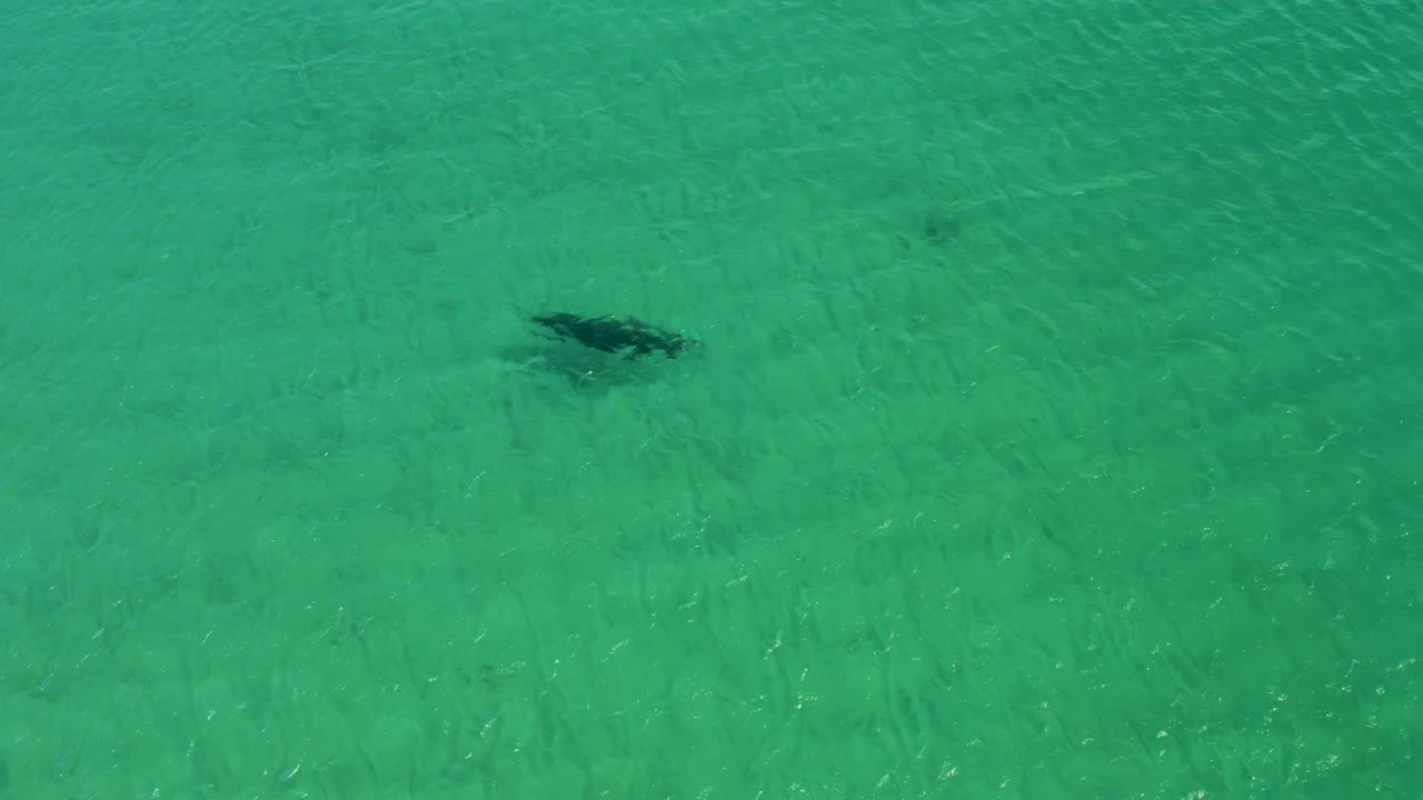 The stingray appears toward the upper right of an overhead turquoise-water frame in Los Frailes, Baja California Sur, with faint seabed lines and no visible people.
