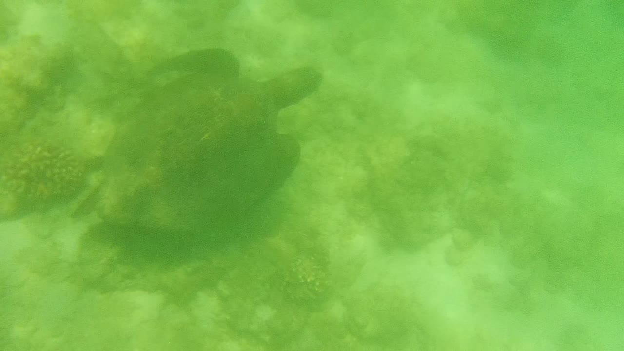A sea turtle appears on the left side of the frame above pale coral and rocks in green Cabo Pulmo water, with no visible people.