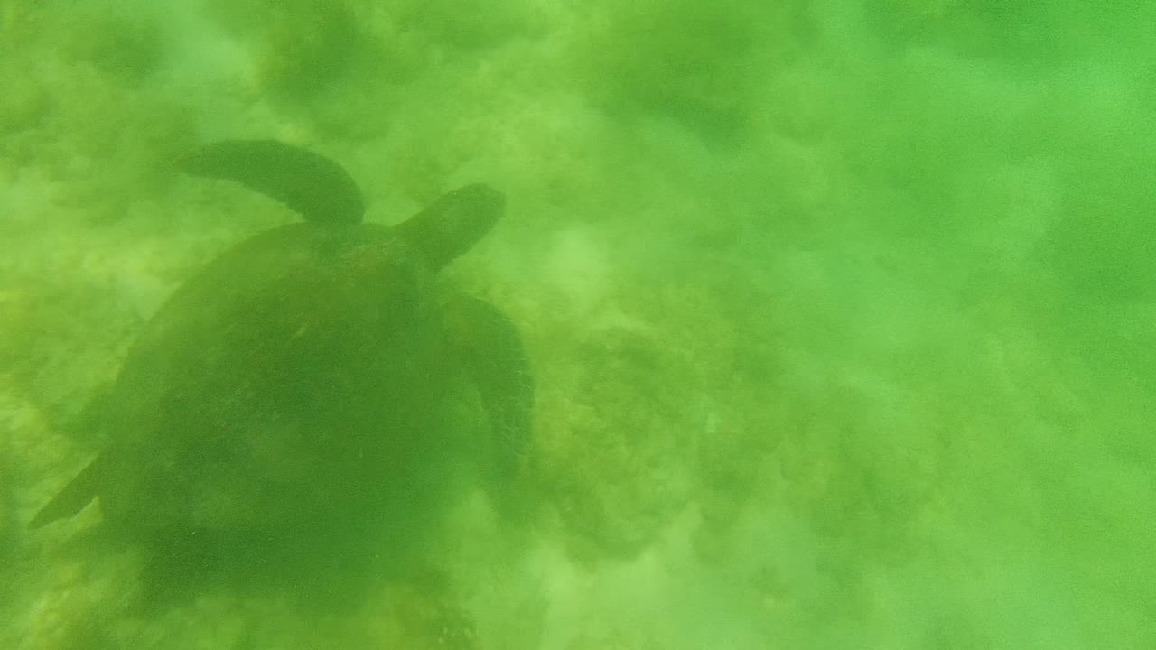 Sea turtle centered underwater with flippers spread