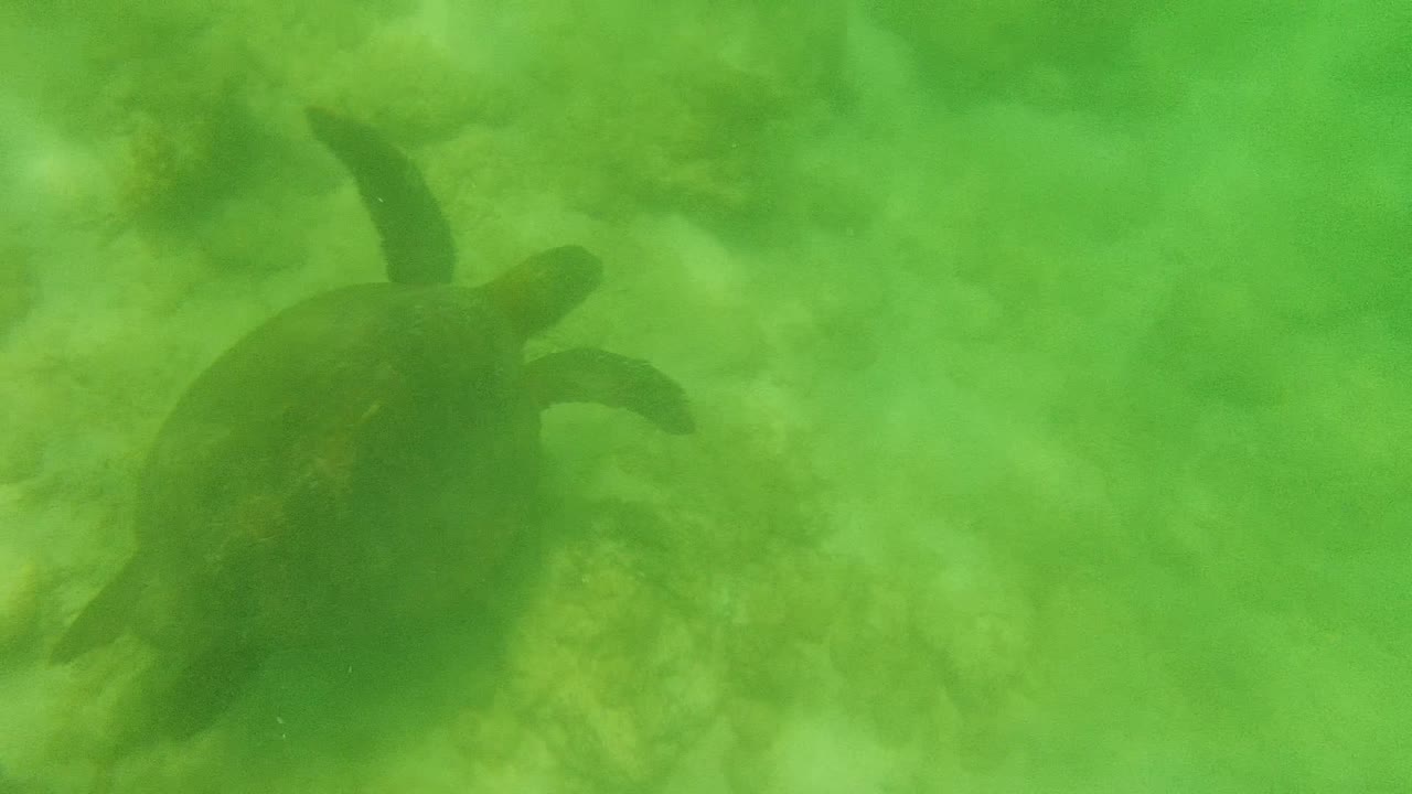 A sea turtle angles across the right side of the Cabo Pulmo reef scene, with darker body shape against cloudy green water and no visible people.
