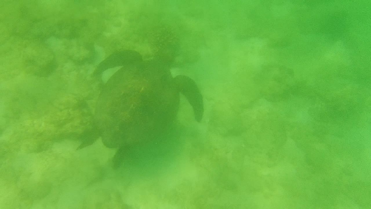 Sea turtle near the left side of the frame swims over a sandy and rocky seabed in green shallow water at Cabo Pulmo, Mexico, with no visible people.