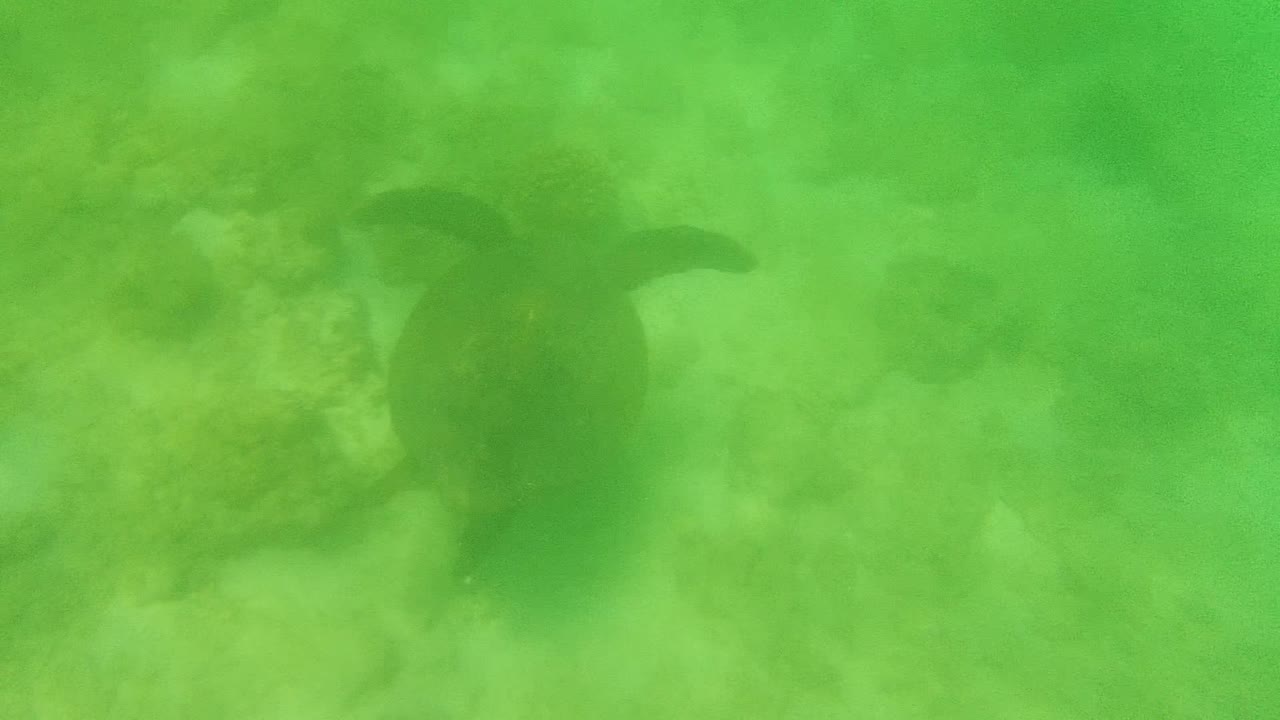 Sea turtle centered in green shallow water above rocks and sand.