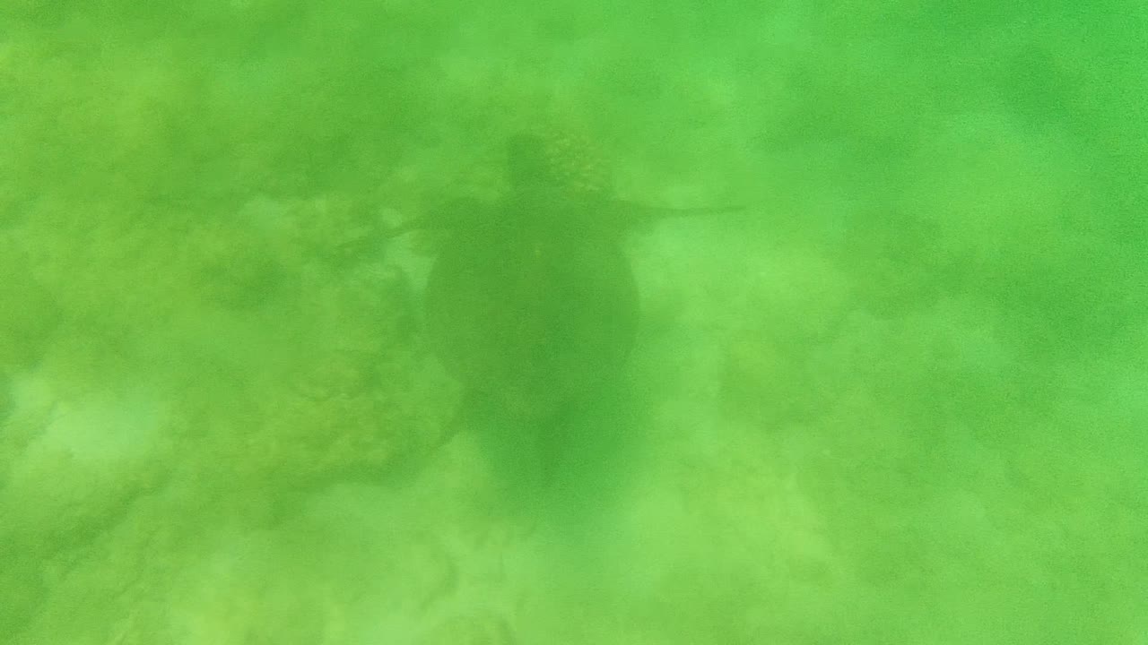 Sea turtle appears slightly right of center in green shallow water above a mottled sand and rock seabed at Cabo Pulmo, Mexico, with no visible people.