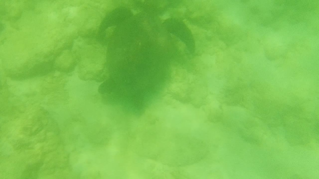 At 0:00, a sea turtle is visible near the upper left of the green underwater frame above the rocky sandy seabed in Cabo Pulmo, Mexico, with no visible people.