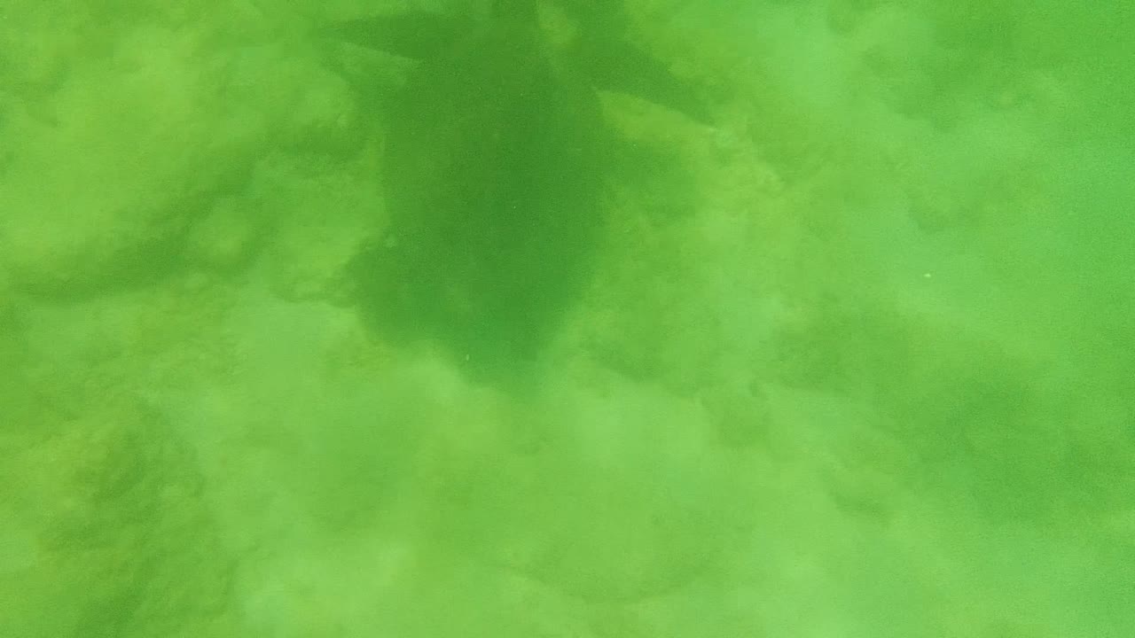 Sea turtle silhouette over pale rocks in green underwater water
