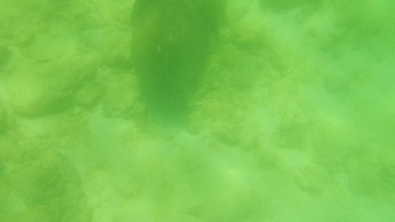 At 0:02, the turtle is partly obscured by green water and haze while the uneven ocean floor fills the background in Cabo Pulmo, Mexico, with no visible people.