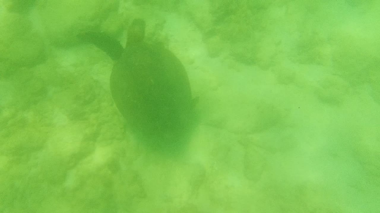 A sea turtle appears in green-tinted water over a sandy rocky ocean floor in Cabo Pulmo, Baja California Sur, with no visible people.