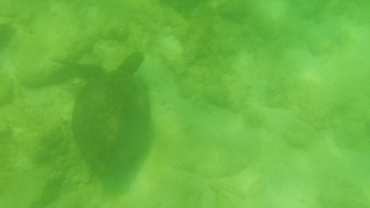 Sea turtle swimming over rocks in green water