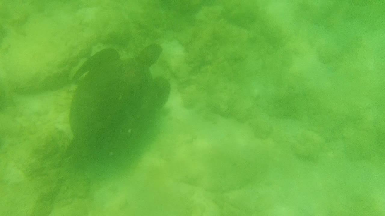 A sea turtle sits toward the right side of the frame in green water, with rocky seabed texture visible below in Cabo Pulmo and no visible people.