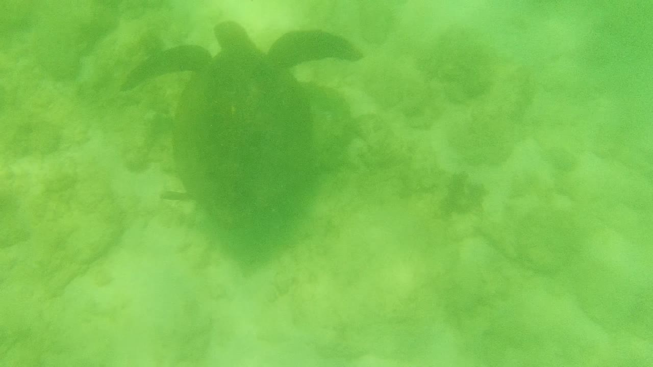 A sea turtle is seen from above over the sandy, rocky ocean floor in Cabo Pulmo, Mexico, with green murky water and no visible people.