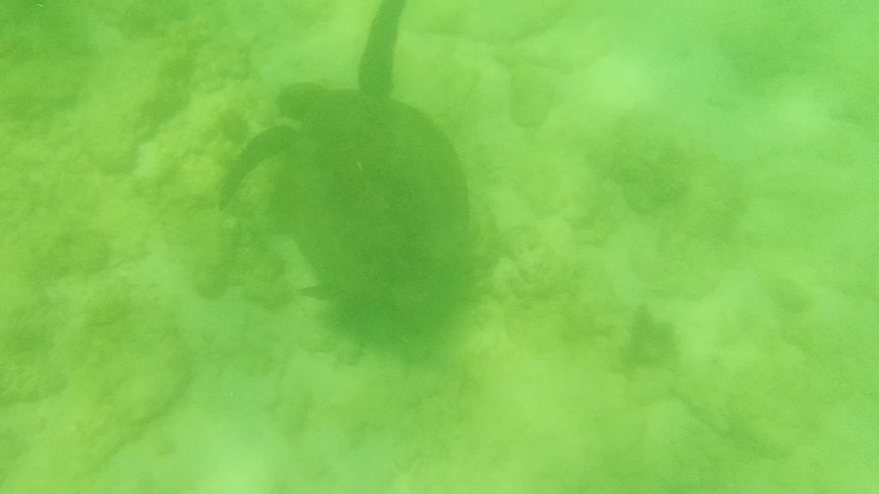 Sea turtle centered above sandy seabed
