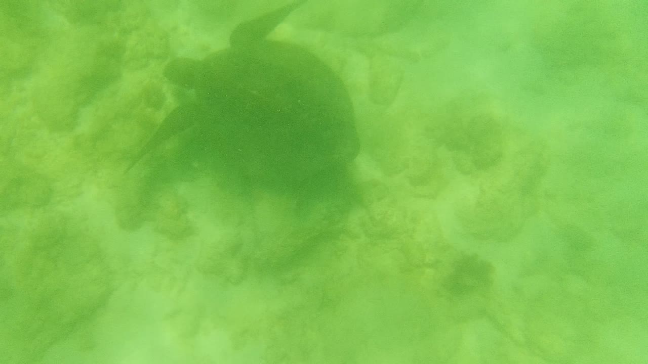 A sea turtle is visible toward the right side of the underwater frame in Cabo Pulmo, Mexico, moving over sand and rocks with no visible people.